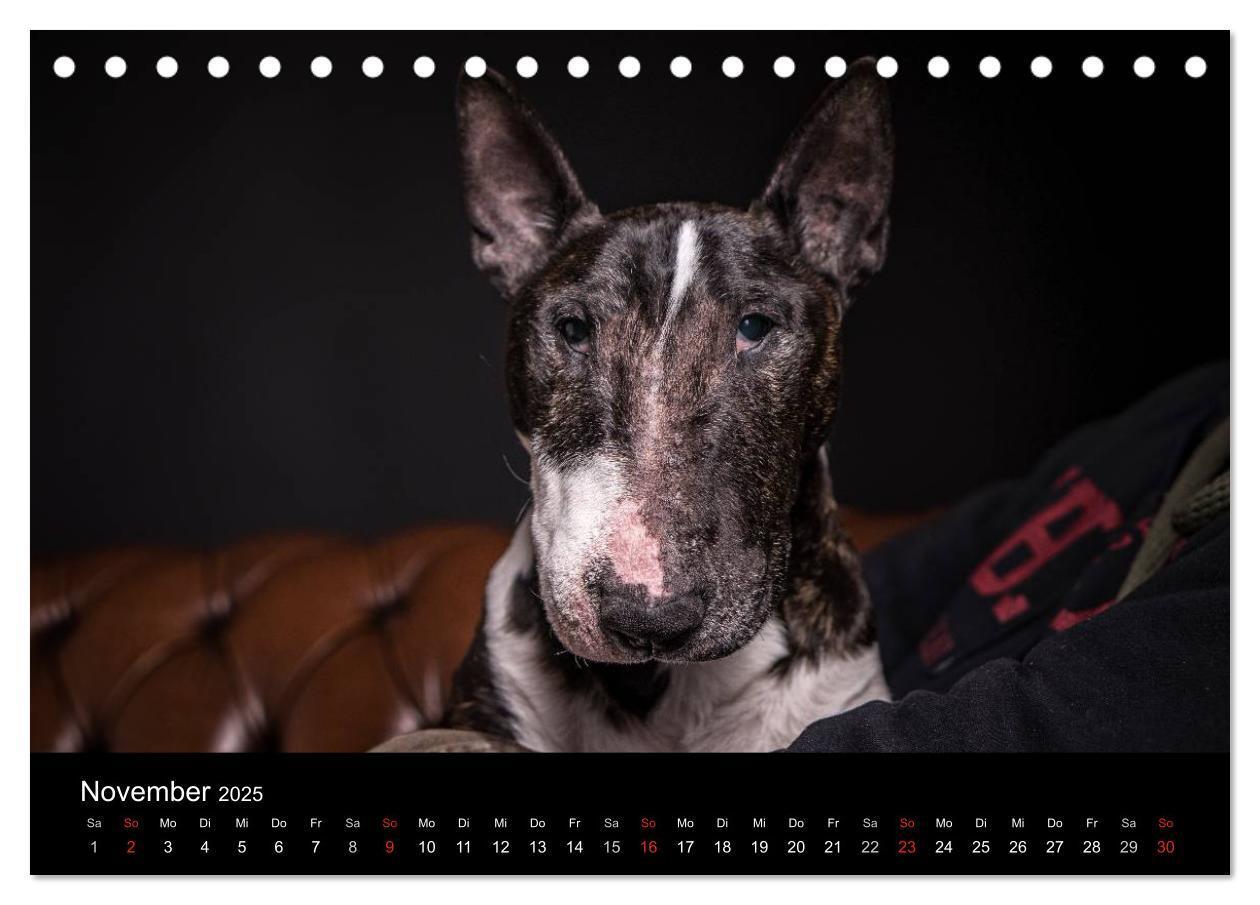 Bild: 9783435557431 | Bullterrier (Tischkalender 2025 DIN A5 quer), CALVENDO Monatskalender