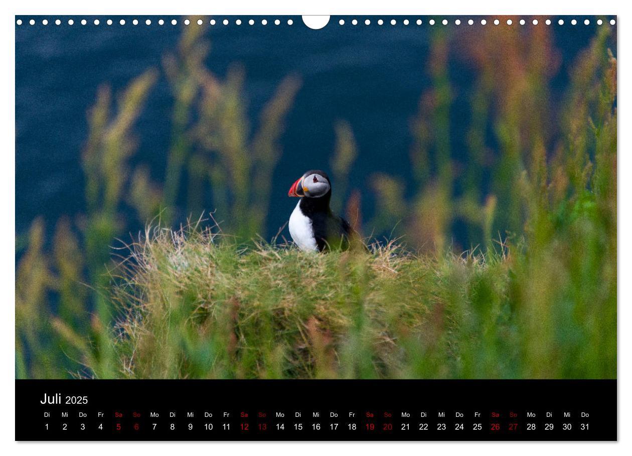 Bild: 9783435410675 | Puffins - Vögel des Nordens (Wandkalender 2025 DIN A3 quer),...