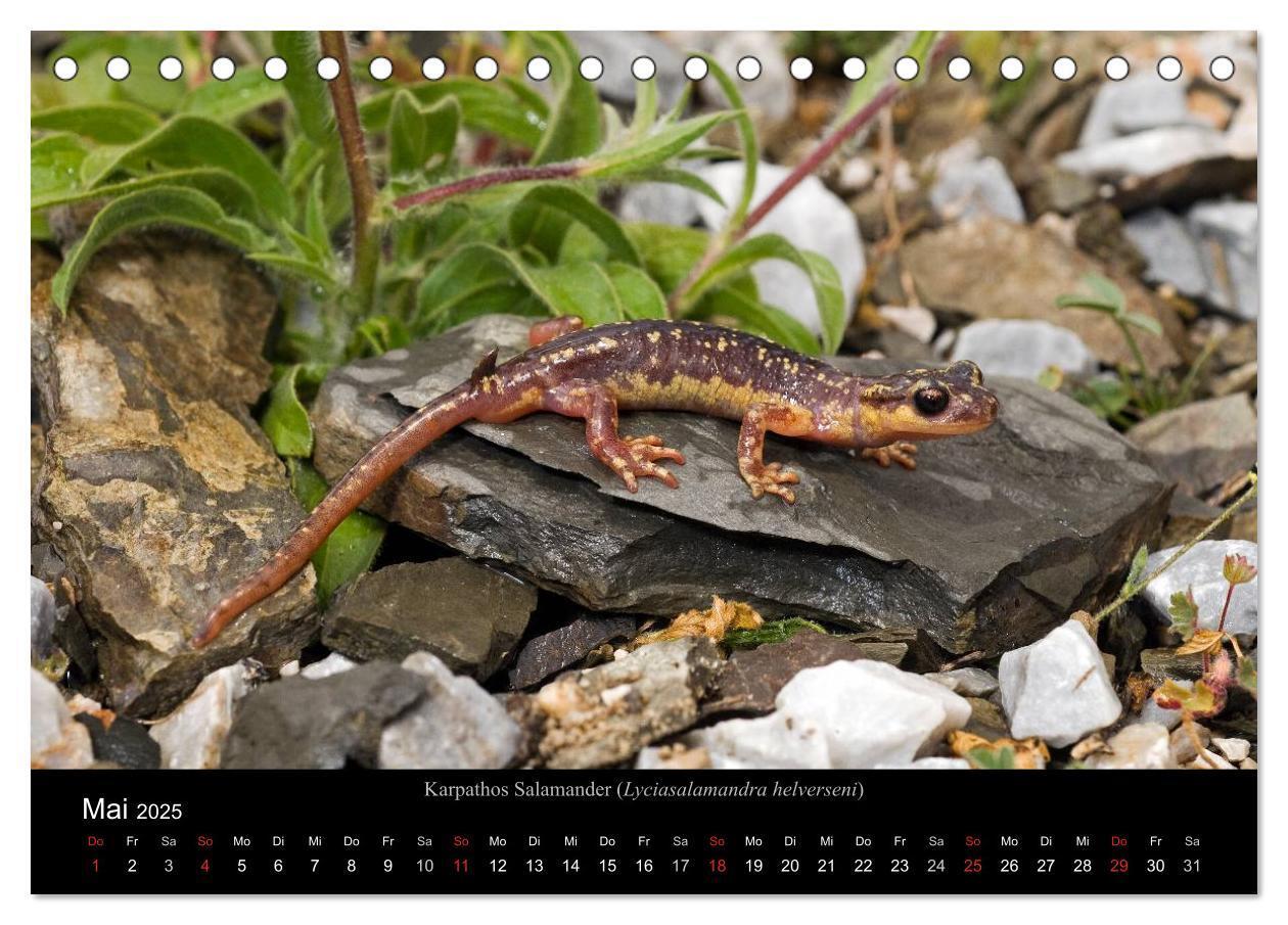 Bild: 9783435771431 | Salamander und Molche (Tischkalender 2025 DIN A5 quer), CALVENDO...