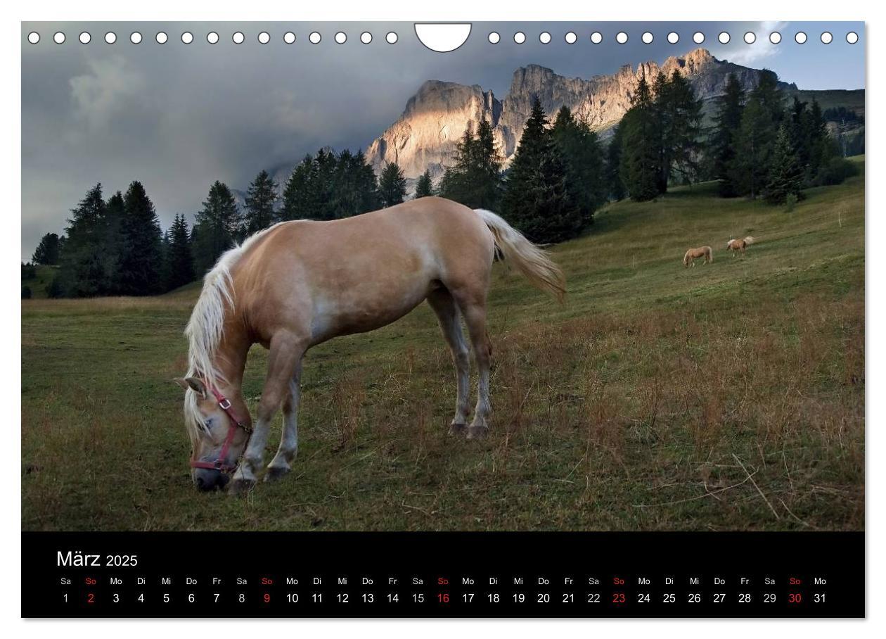 Bild: 9783435565139 | Wunderschöne Haflingerwelt (Wandkalender 2025 DIN A4 quer),...