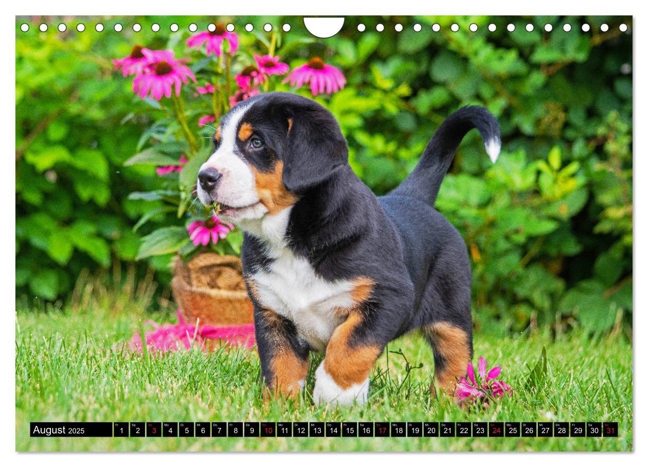 Bild: 9783435209460 | Ein Hund zum Verlieben - Großer Schweizer Sennenhund (Wandkalender...