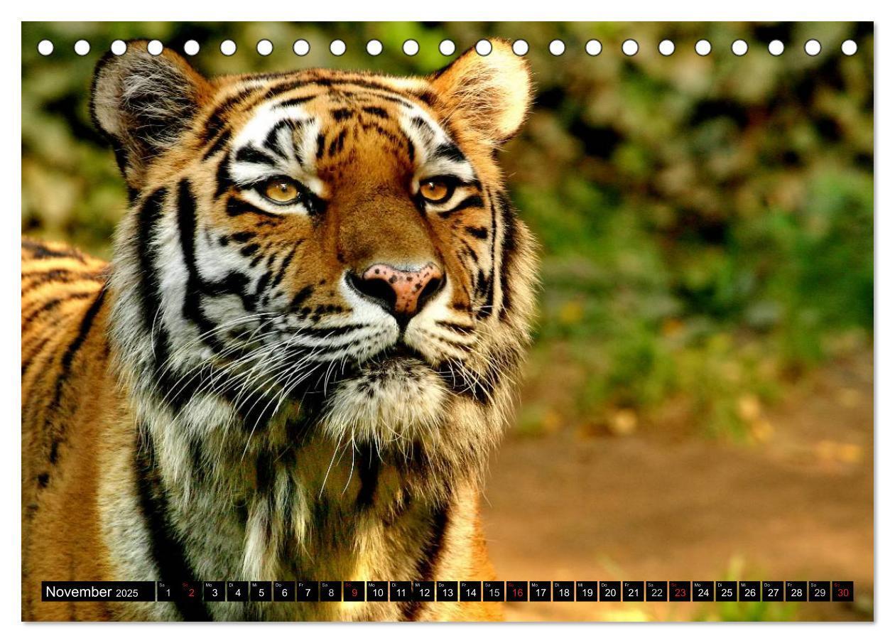 Bild: 9783435832361 | Tiger - die leisen Jäger des Dschungels (Tischkalender 2025 DIN A5...