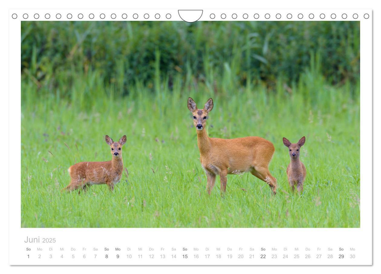 Bild: 9783435111107 | Rehwild 2025 (Wandkalender 2025 DIN A4 quer), CALVENDO Monatskalender