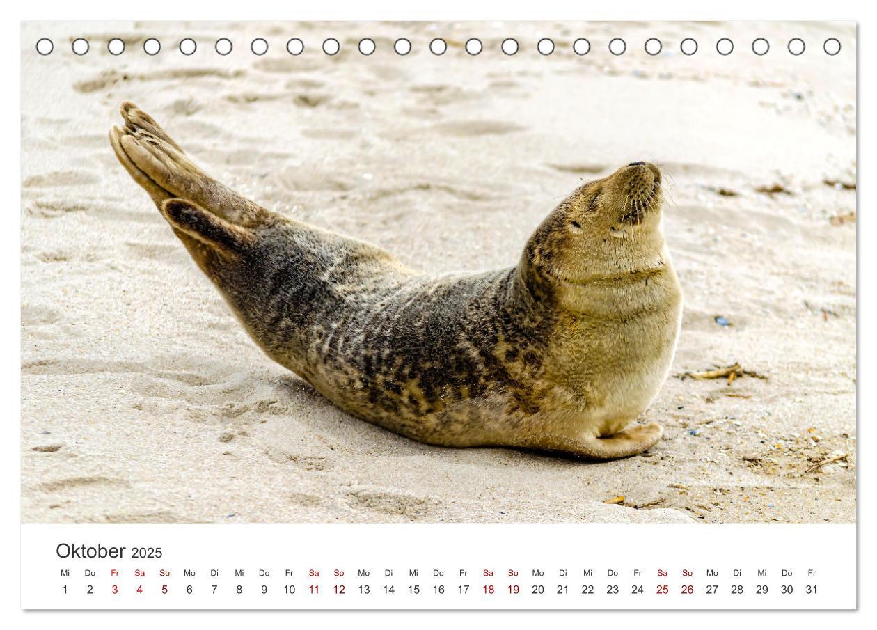 Bild: 9783383887376 | Tierisches Yoga - Eine Tierwelt voller Yogis. (Tischkalender 2025...