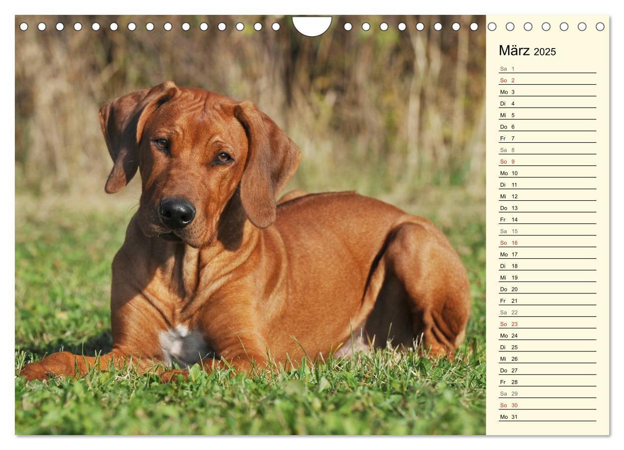 Bild: 9783435541416 | Rhodesian Ridgeback 2025 (Wandkalender 2025 DIN A4 quer), CALVENDO...