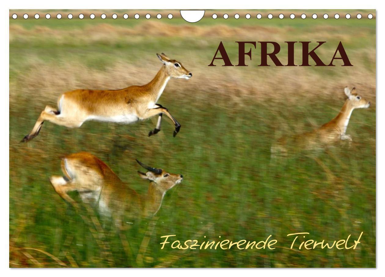 Cover: 9783435675487 | Afrika - Faszinierende Tierwelt (Wandkalender 2025 DIN A4 quer),...