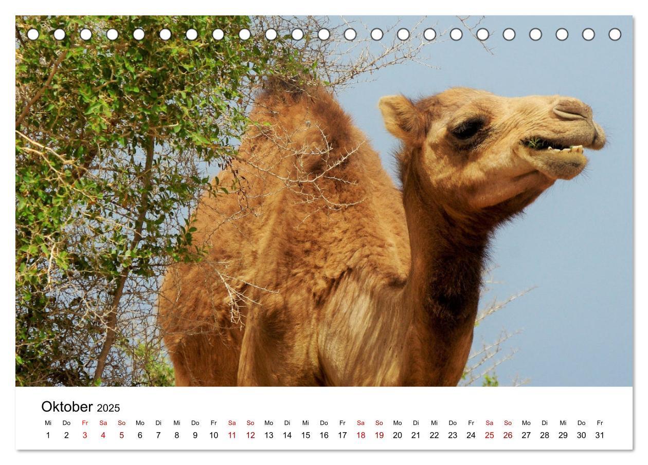 Bild: 9783435062720 | KAMELE... eine Reise durch den Oman. (Tischkalender 2025 DIN A5...