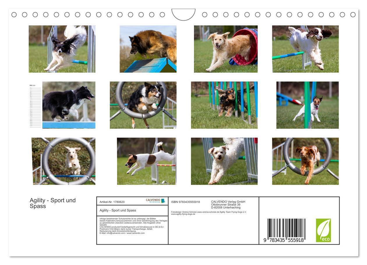 Bild: 9783435555918 | Agility - Sport und Spass (Wandkalender 2025 DIN A4 quer), CALVENDO...