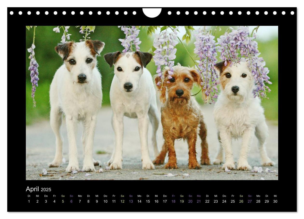 Bild: 9783435641529 | Die Parsons (Wandkalender 2025 DIN A4 quer), CALVENDO Monatskalender