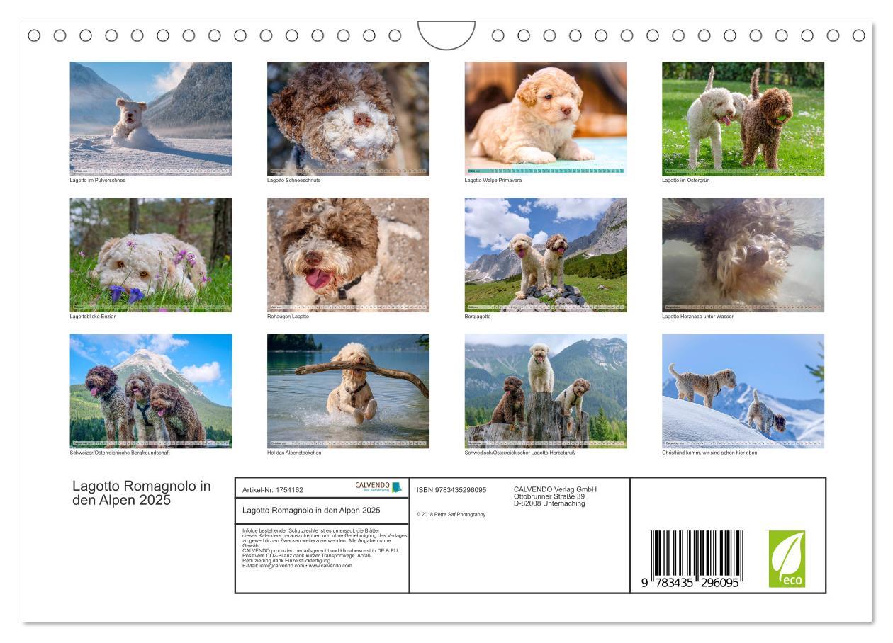 Bild: 9783435296095 | Lagotto Romagnolo in den Alpen 2025 (Wandkalender 2025 DIN A4...