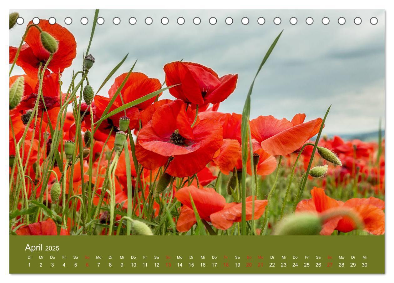 Bild: 9783435121458 | Mohnblumen Romantik (Tischkalender 2025 DIN A5 quer), CALVENDO...