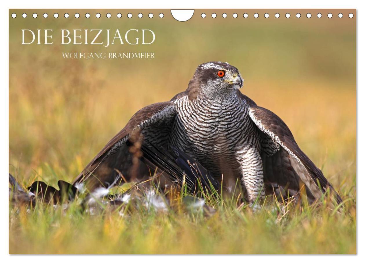 Cover: 9783435835287 | Die Beizjagd (Wandkalender 2025 DIN A4 quer), CALVENDO Monatskalender