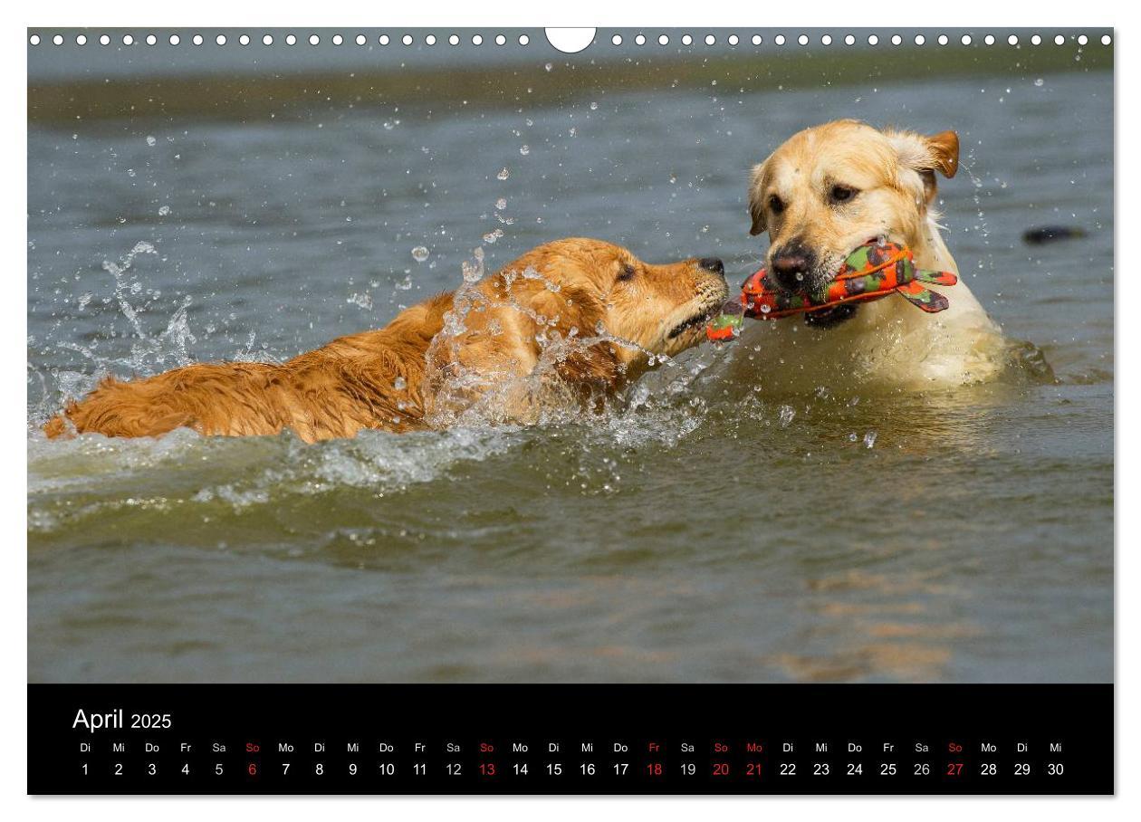 Bild: 9783435802050 | Golden Retriever - Ein Herz auf 4 Pfoten (Wandkalender 2025 DIN A3...