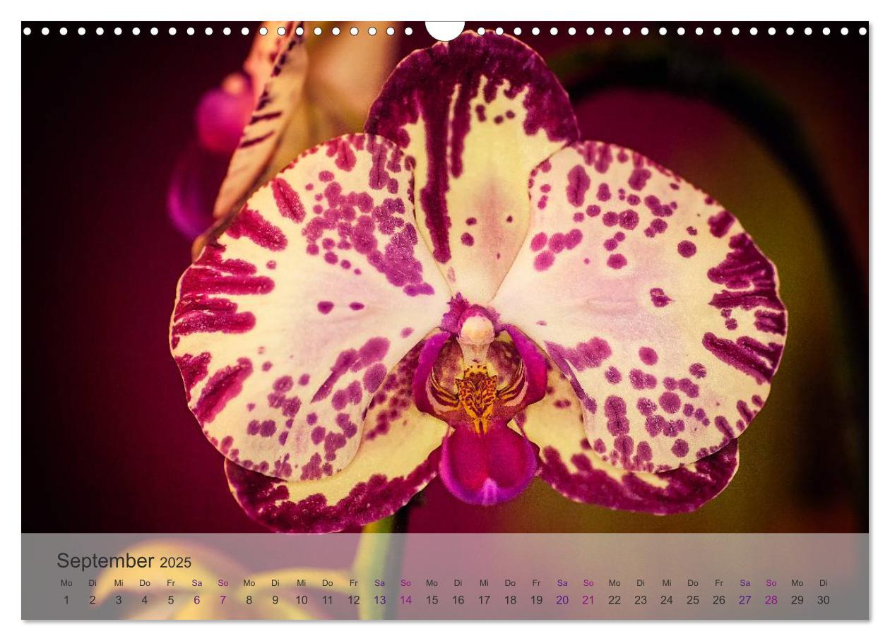 Bild: 9783435689361 | Phalaenopsis - die zauberhafte Welt der Orchideen (Wandkalender...