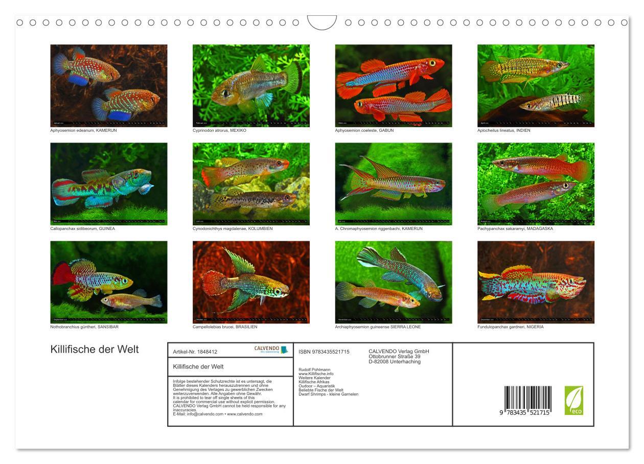 Bild: 9783435521715 | Bunte Fische der Welt - Killifische (Wandkalender 2025 DIN A3...