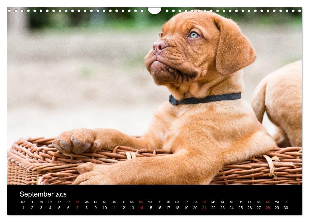 Bild: 9783435519101 | Bordeauxdoggen Welpen (Wandkalender 2025 DIN A3 quer), CALVENDO...