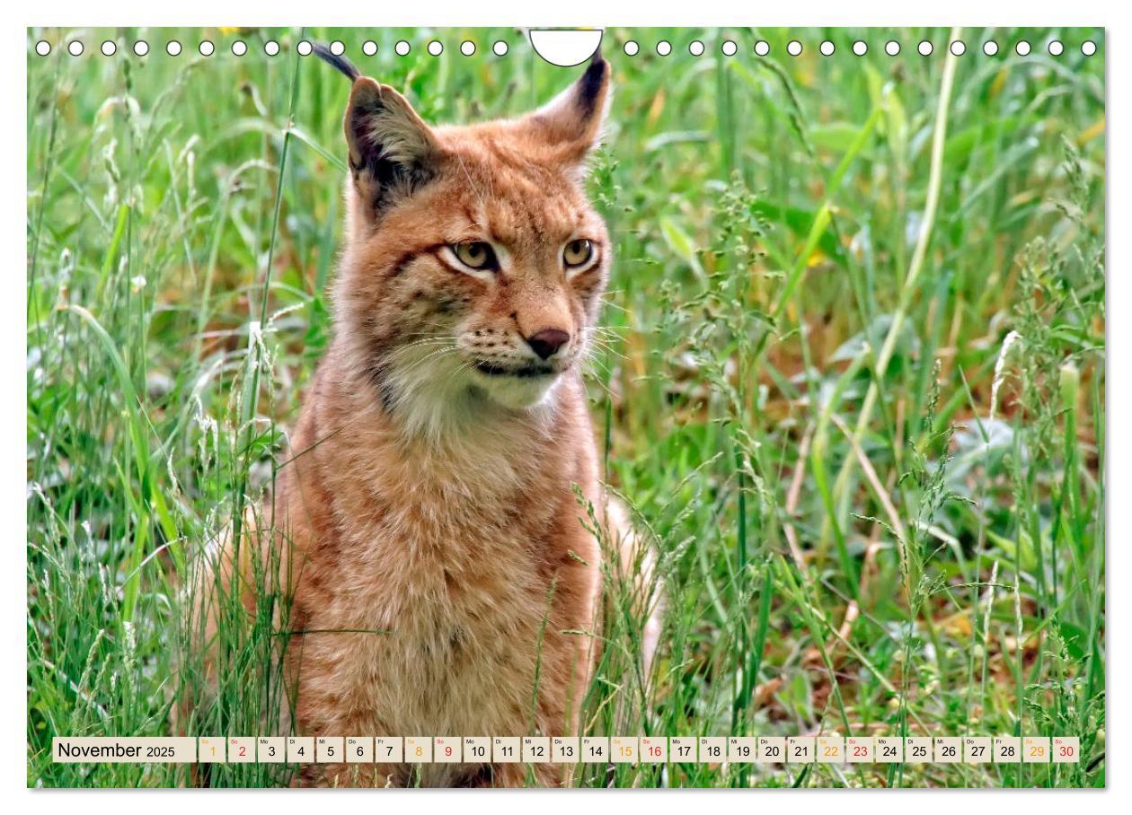 Bild: 9783435118601 | Raubkatze Luchs (Wandkalender 2025 DIN A4 quer), CALVENDO...