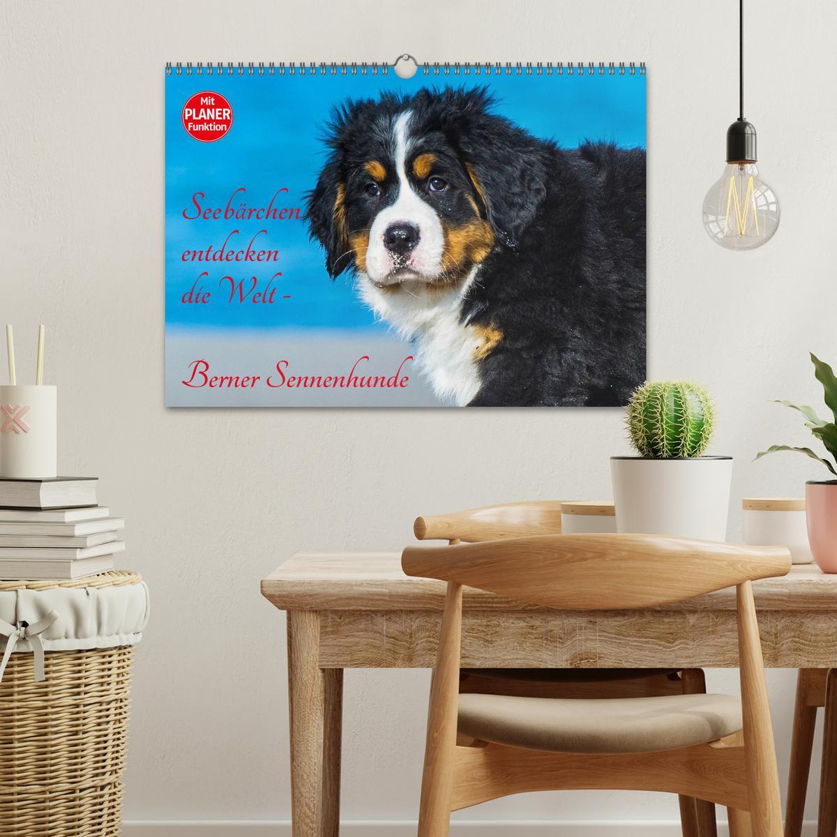 Bild: 9783435478194 | Seebärchen entdecken die Welt - Berner Sennenhunde (Wandkalender...