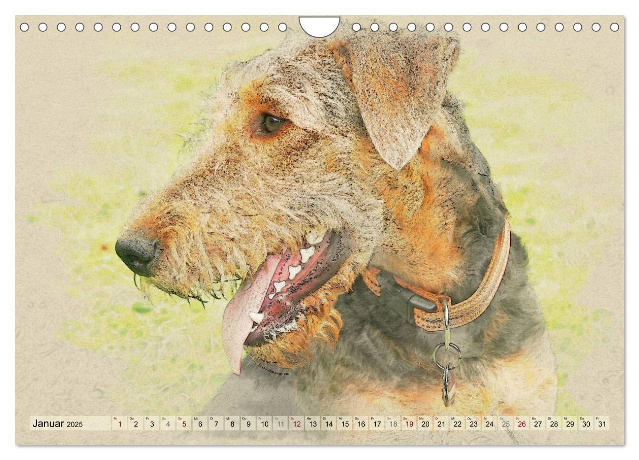 Bild: 9783435627639 | Airedale Terrier 2025 (Wandkalender 2025 DIN A4 quer), CALVENDO...