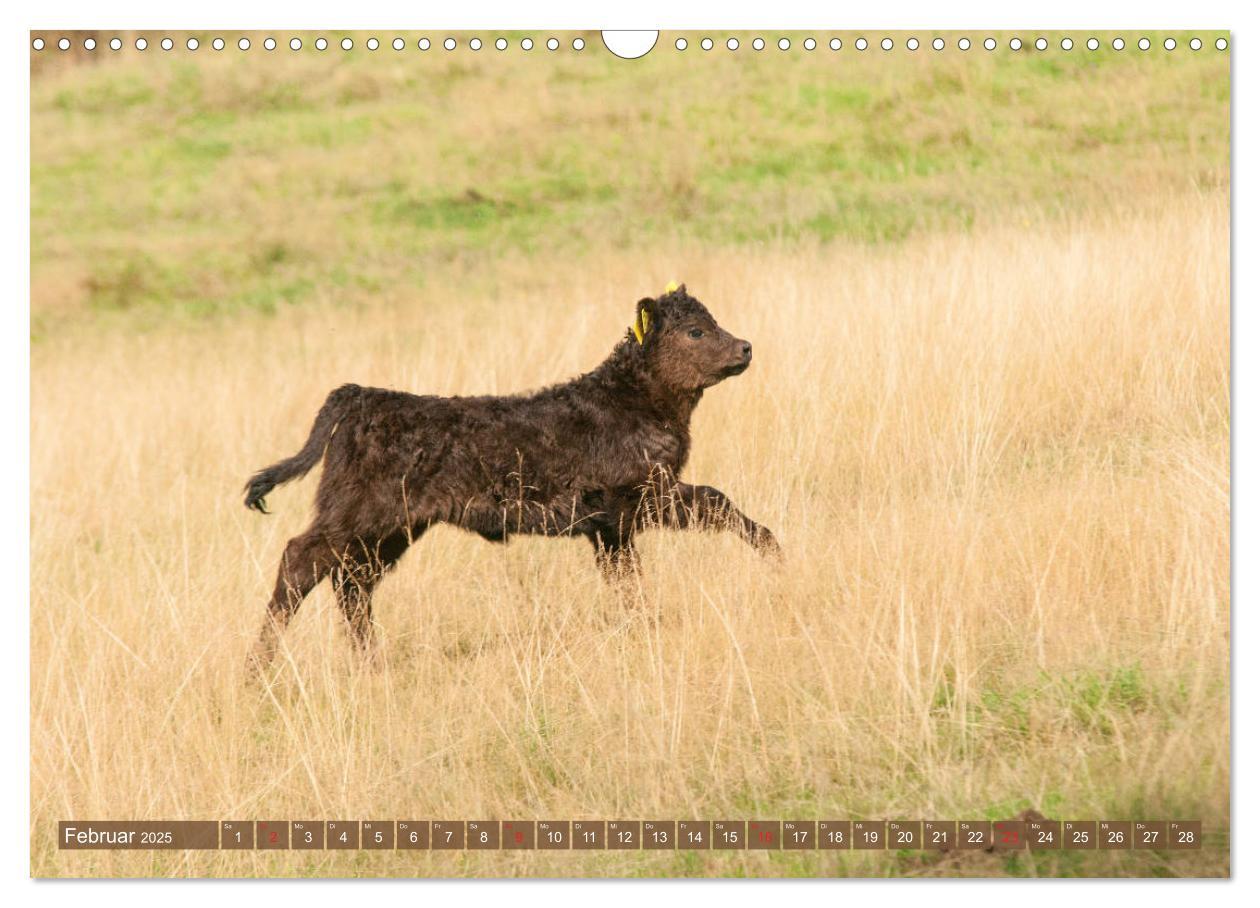 Bild: 9783435190690 | Galloway Kälbchen - Liebenswert und lockig (Wandkalender 2025 DIN...