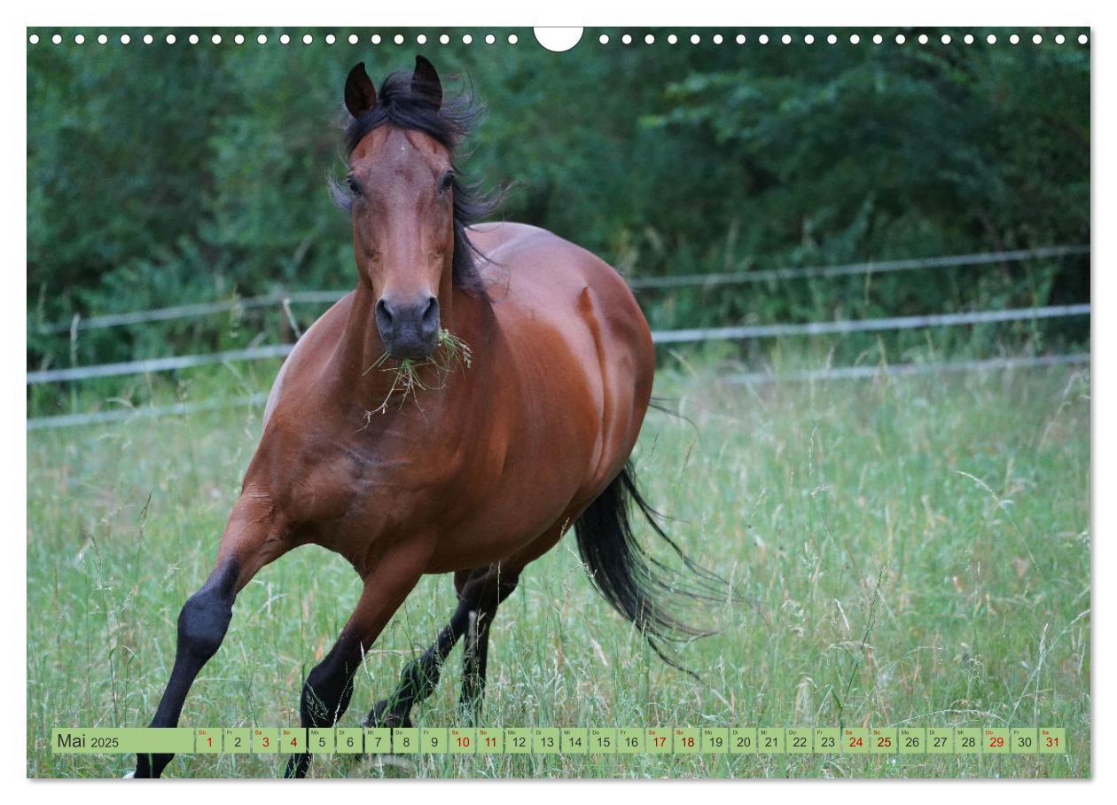 Bild: 9783383945854 | Faszination Trakehner (Wandkalender 2025 DIN A3 quer), CALVENDO...