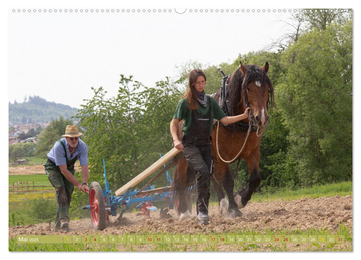 Bild: 9783435095766 | Zugpferde bei der Feldarbeit (Wandkalender 2025 DIN A2 quer),...