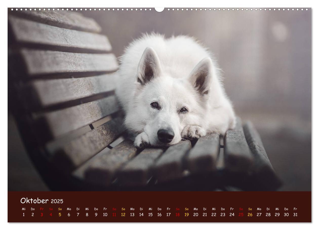 Bild: 9783435350315 | Schäferhunde und Ihre Vielfalt (Wandkalender 2025 DIN A2 quer),...