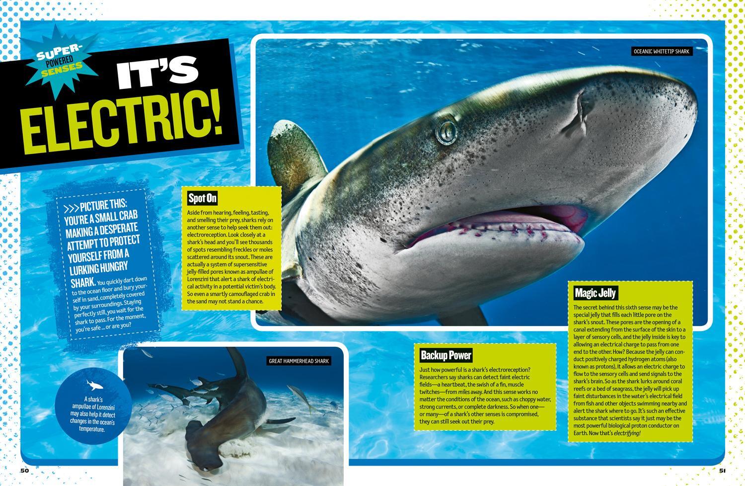 Bild: 9781426330711 | The Ultimate Book of Sharks | Brian Skerry (u. a.) | Buch | Gebunden