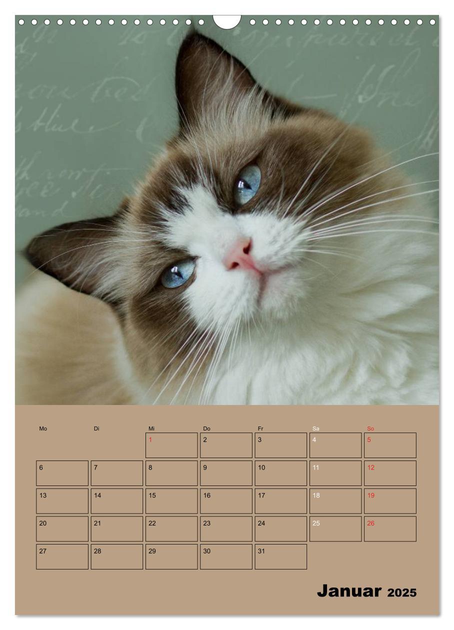 Bild: 9783457012895 | Ragdolls zum Verlieben (Wandkalender 2025 DIN A3 hoch), CALVENDO...