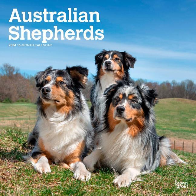Cover: 9781975457747 | Australian Shepherds 2024 Square | Browntrout | Kalender | Englisch