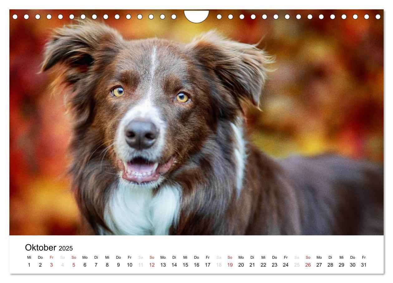 Bild: 9783435578153 | Border Collies 2025 (Wandkalender 2025 DIN A4 quer), CALVENDO...