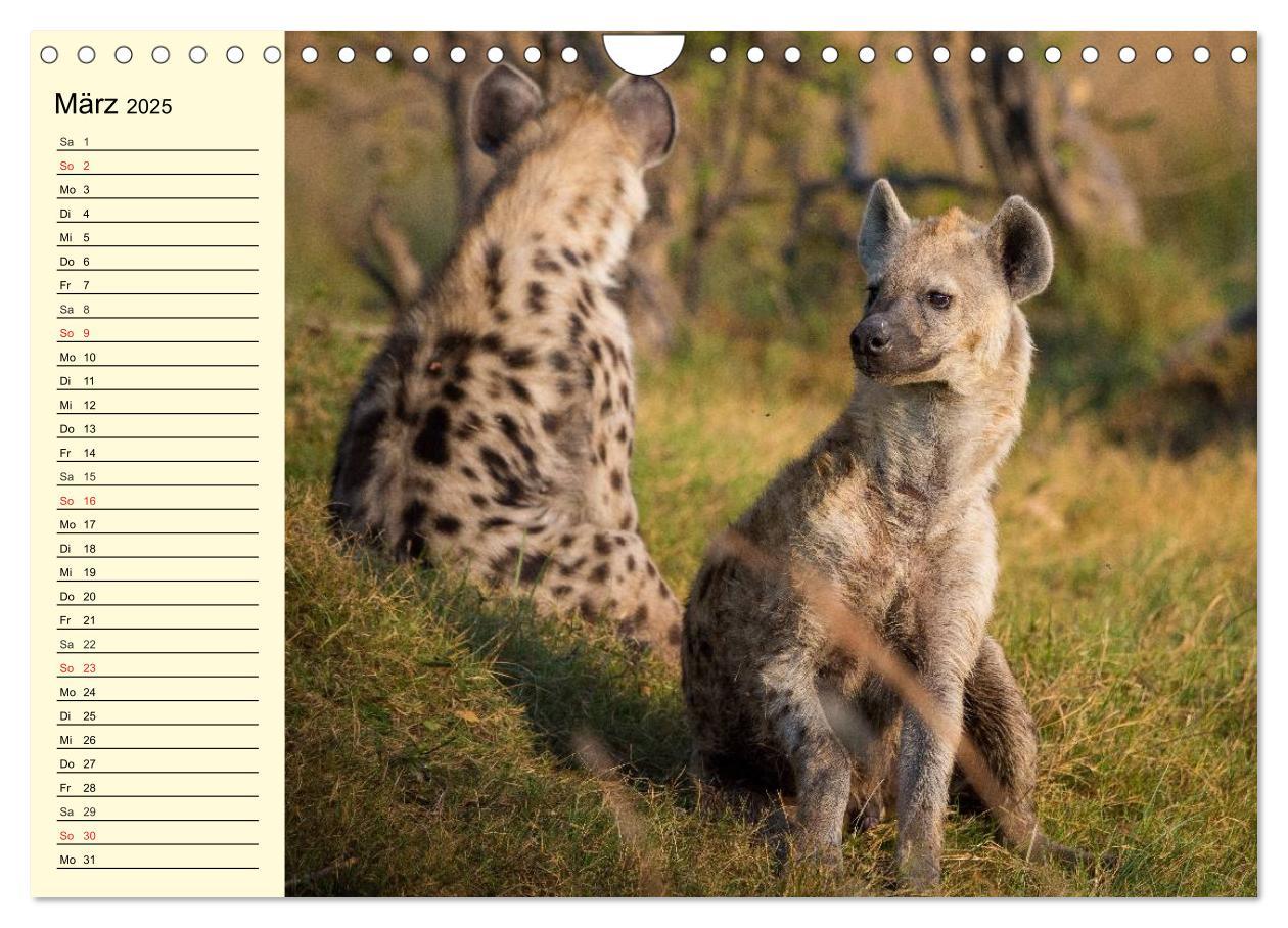 Bild: 9783435494118 | Afrika. Tiere in freier Wildbahn (Wandkalender 2025 DIN A4 quer),...