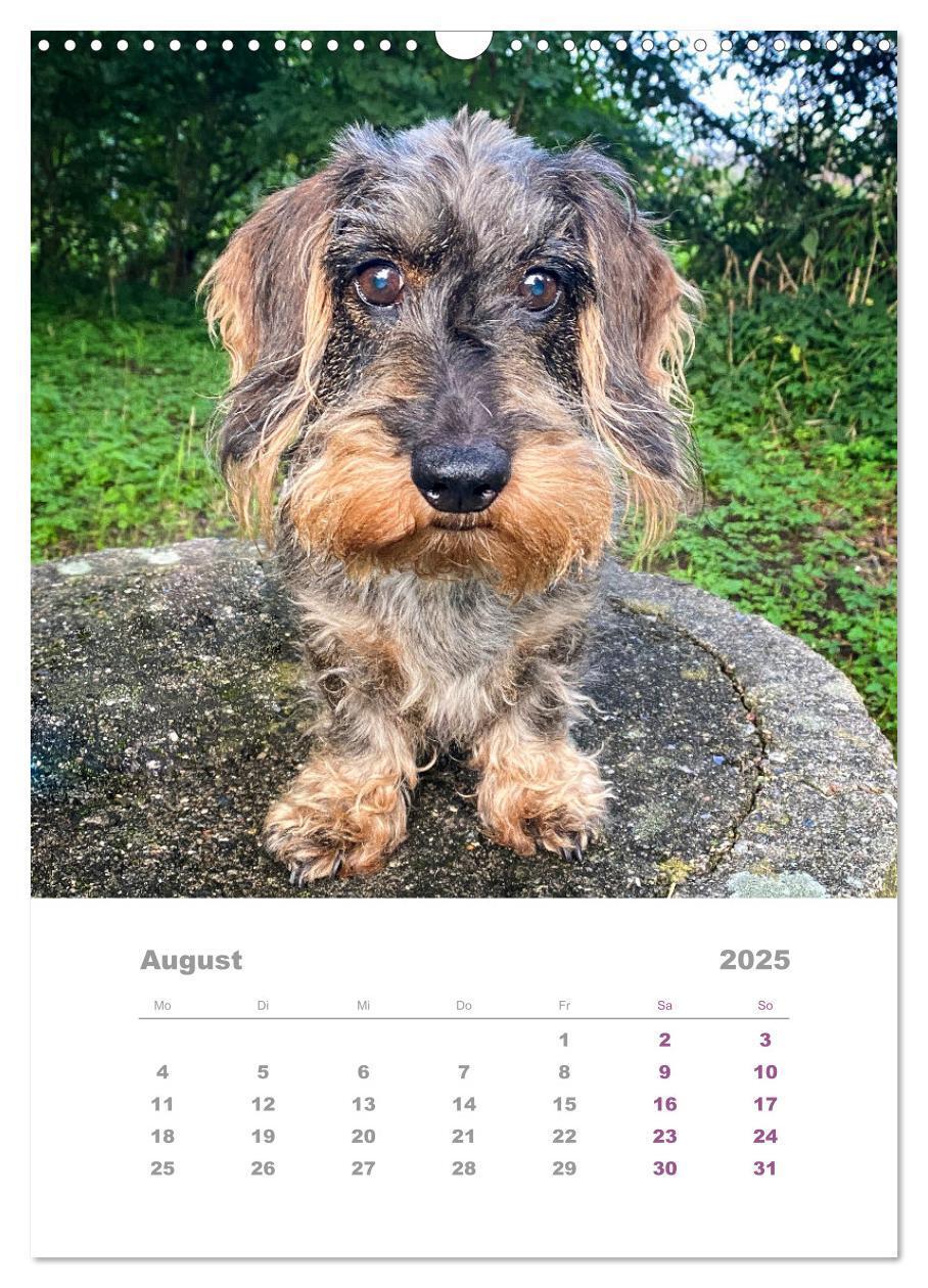 Bild: 9783435892433 | Dackel(augen)blicke (Wandkalender 2025 DIN A3 hoch), CALVENDO...