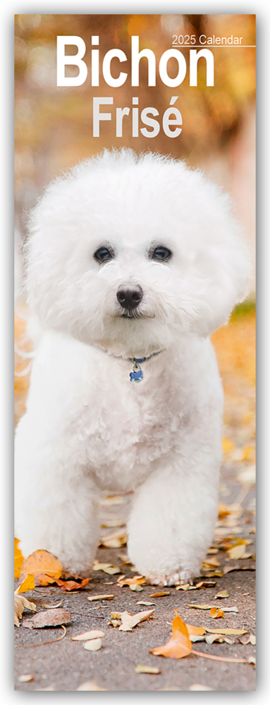 Cover: 9781804604977 | Bichon Frisé 2025 | Avonside Publishing Ltd | Kalender | Spiralbindung