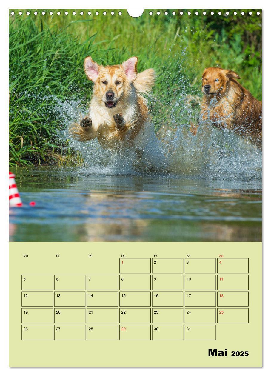 Bild: 9783435960002 | Jahresplaner Golden Retriever (Wandkalender 2025 DIN A3 hoch),...