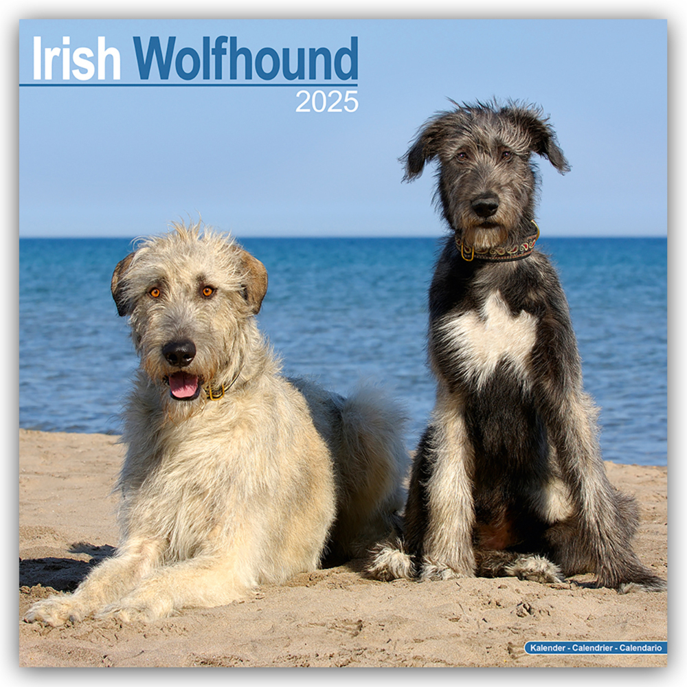 Cover: 9781804603550 | Irish Wolfhound - Irischer Wolfshund 2025 - 16-Monatskalender | Ltd.