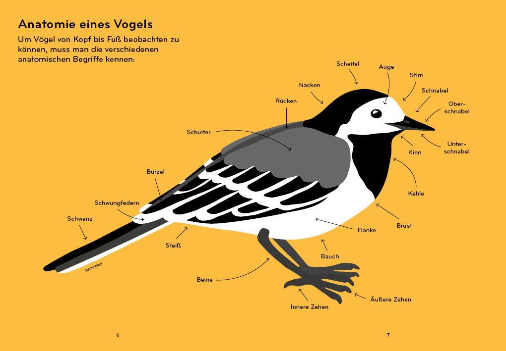 Bild: 9783907293034 | Ornithorama | Ein Flug durch die wunderbare Vogelwelt | Lisa Voisard