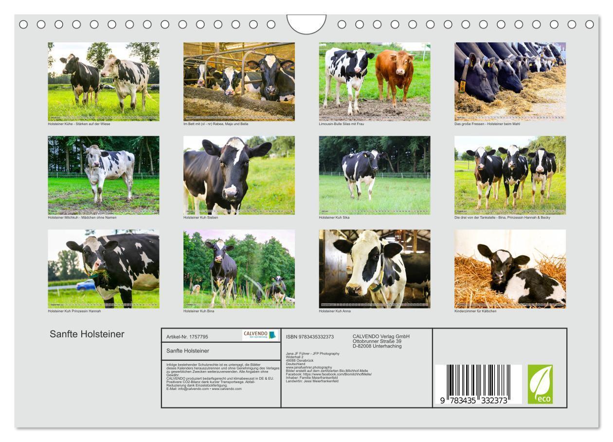 Bild: 9783435332373 | Sanfte Holsteiner (Wandkalender 2025 DIN A4 quer), CALVENDO...