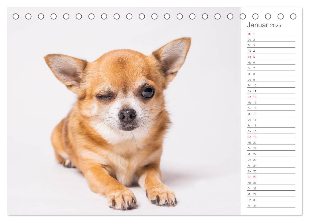 Bild: 9783435527809 | Chihuahua - Die Welt der Kleinen (Tischkalender 2025 DIN A5 quer),...