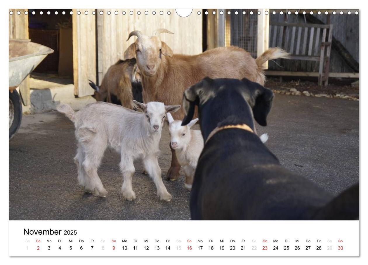 Bild: 9783435663378 | Bauernhoftiere (Wandkalender 2025 DIN A3 quer), CALVENDO...