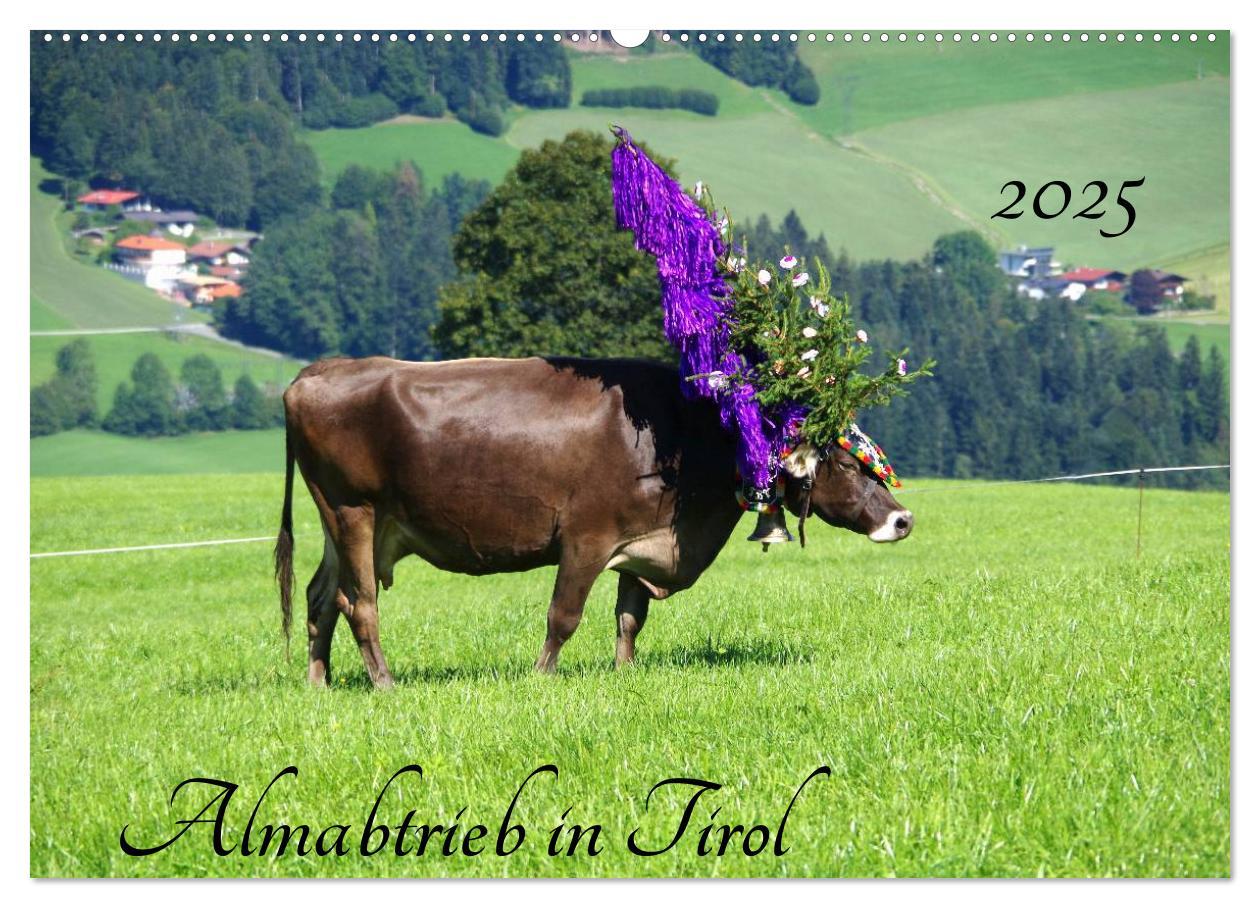 Cover: 9783435536597 | Almabtrieb in Tirol (Wandkalender 2025 DIN A2 quer), CALVENDO...