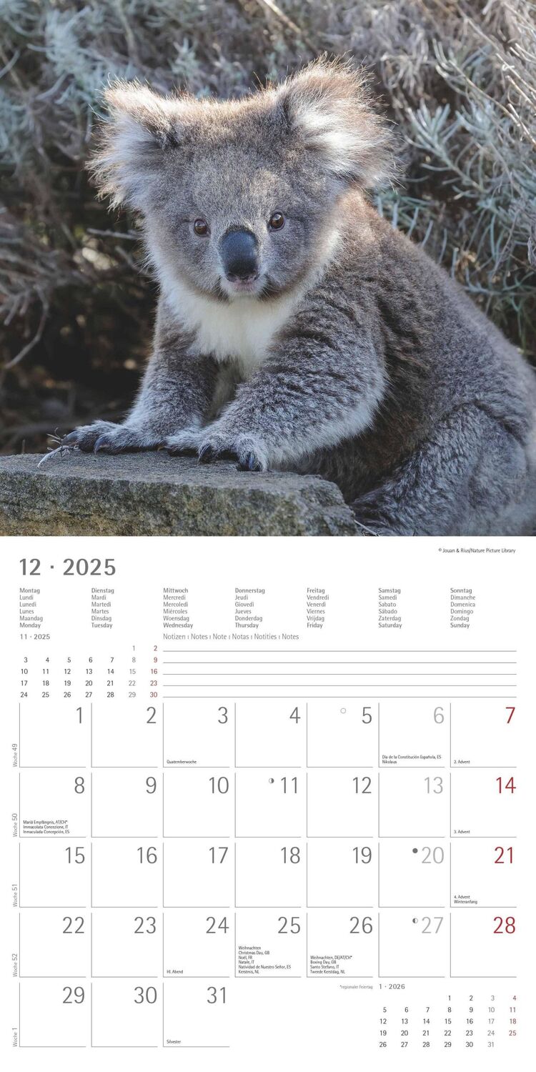 Bild: 4251732340759 | Koalas 2025 - Broschürenkalender 30x30 cm (30x60 geöffnet) -...