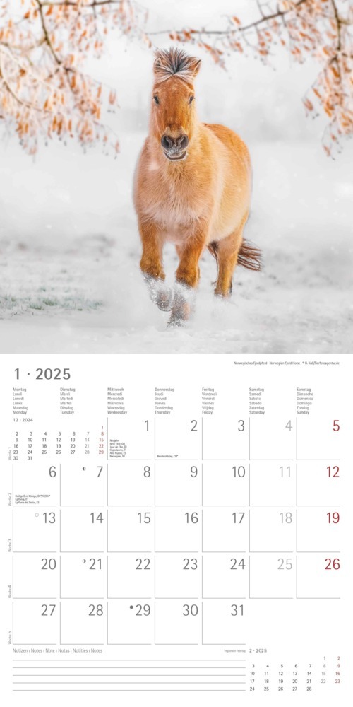 Bild: 4251732343040 | Alpha Edition - Ponys 2025 Broschürenkalender, 30x30cm,...