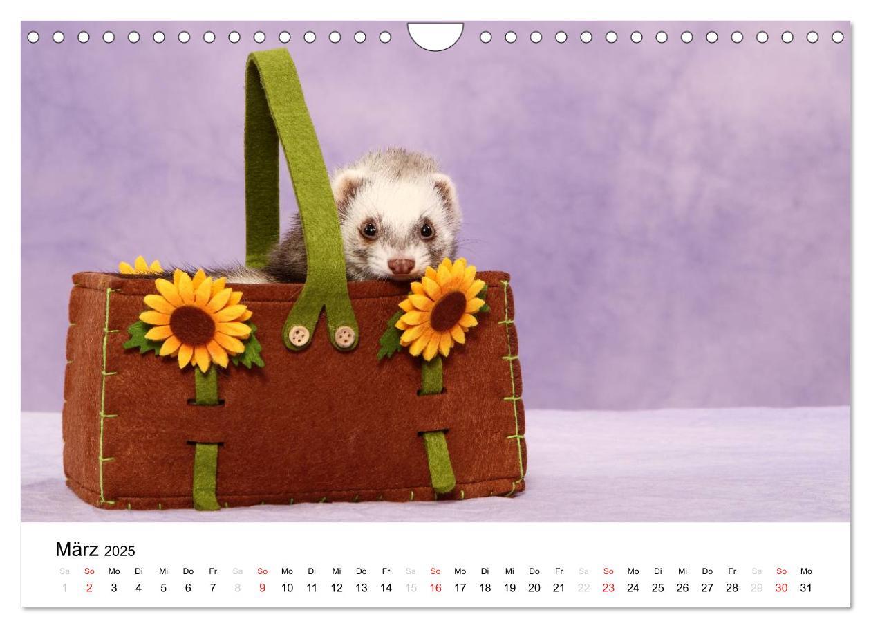 Bild: 9783435840083 | Frettchen - Ferrets (Wandkalender 2025 DIN A4 quer), CALVENDO...