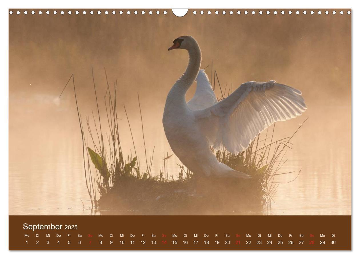 Bild: 9783435516889 | Der Federsee - Vogelparadies in Oberschwaben (Wandkalender 2025 DIN...