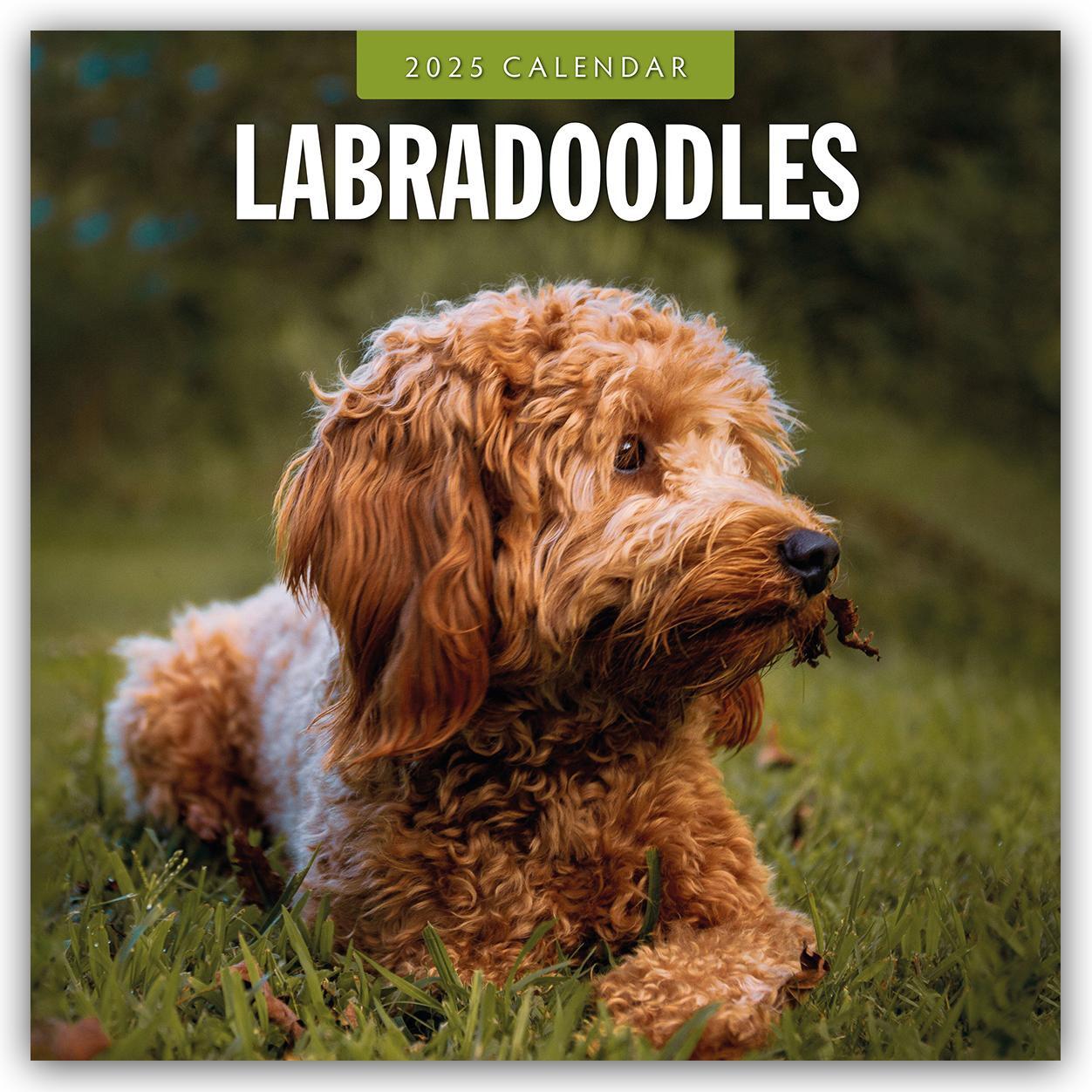 Cover: 9781804424803 | Labradoodles - Labradoodle 2025 - 16-Monatskalender | Robin Red | 2025