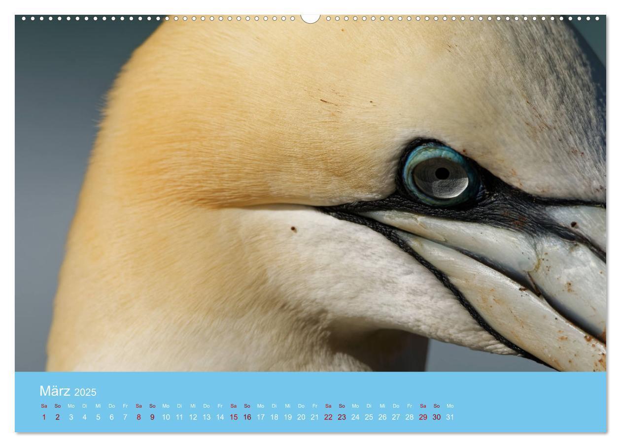 Bild: 9783457207581 | Basstölpel auf Helgoland - von Ostfriesenfotografie (Wandkalender...