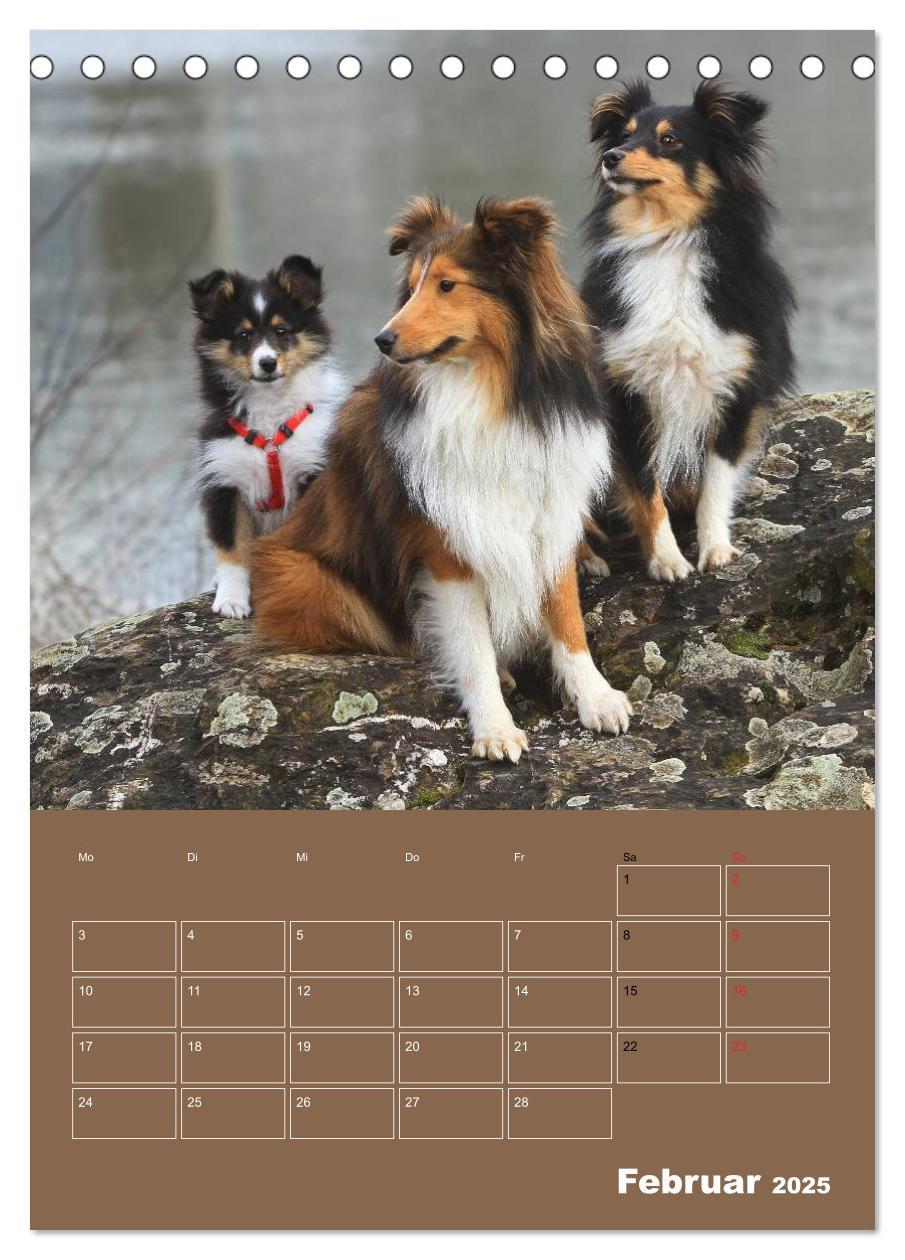 Bild: 9783457011997 | SHELTIES Herzensbrecher auf 4 Pfoten (Tischkalender 2025 DIN A5...