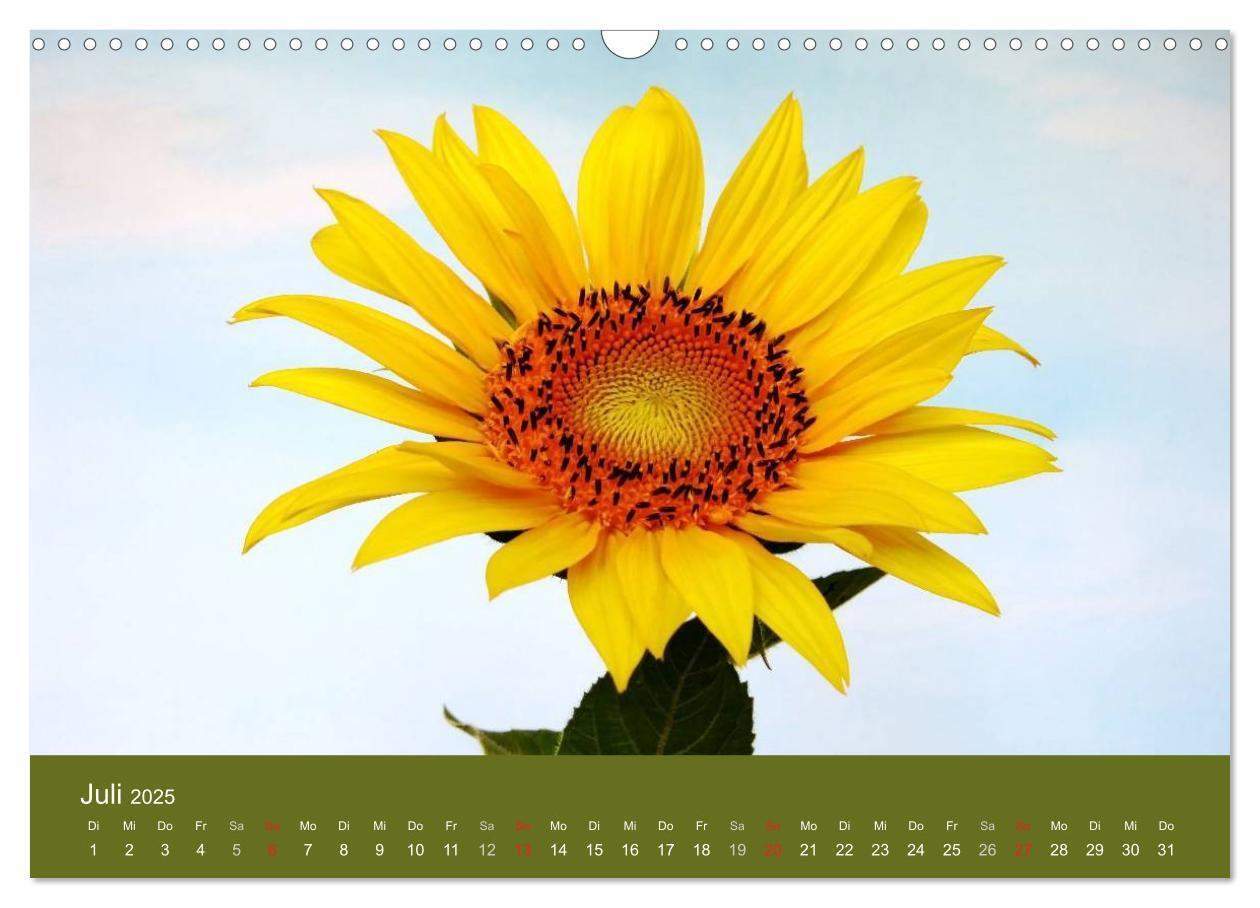 Bild: 9783435799824 | Sonnenblumen - die Blumen der Lebensfreude (Wandkalender 2025 DIN...