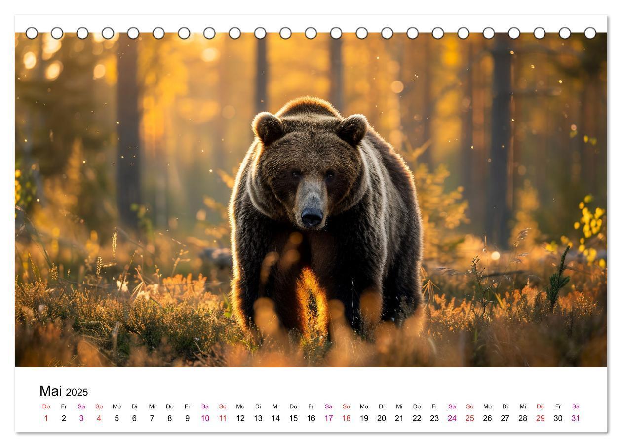 Bild: 9783457170465 | Bären - gefährlich nett (Tischkalender 2025 DIN A5 quer), CALVENDO...